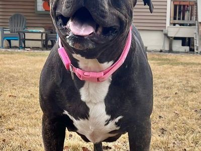 Pretty Pitbull (River)