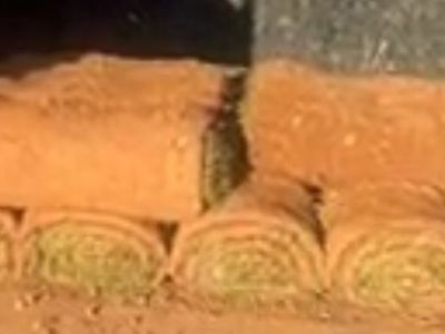 Brand new sod!