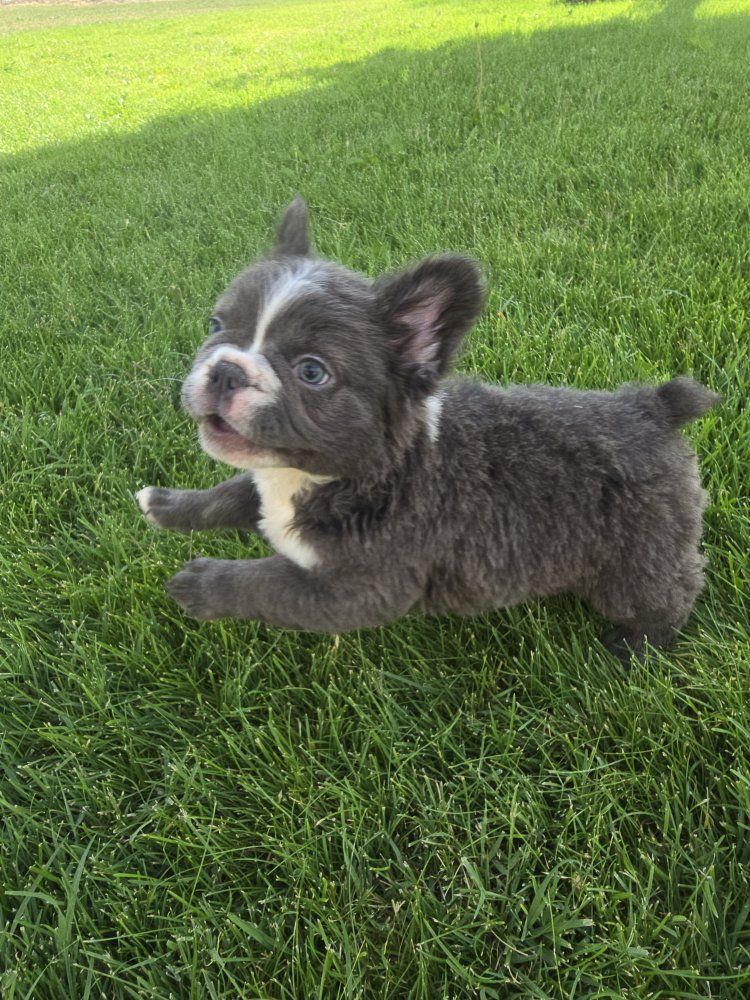 AKC Fluffy French Bulldog MALE
