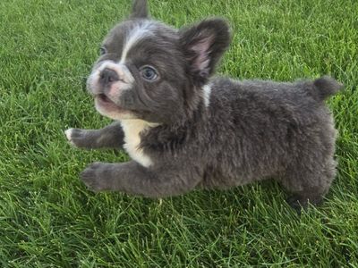 AKC Fluffy French Bulldog MALE