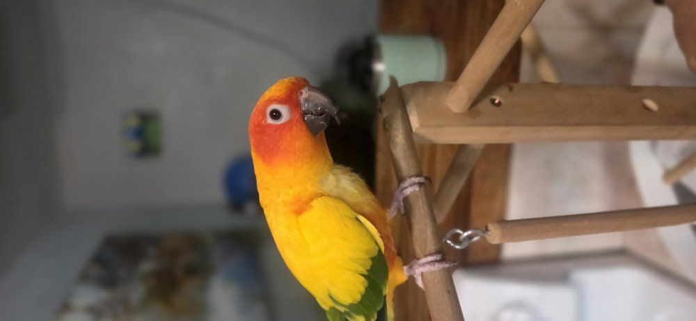 Hand Raised Sun Conure