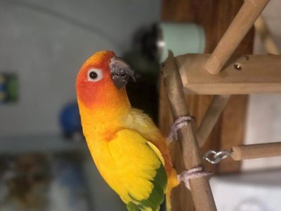 Hand Raised Sun Conure