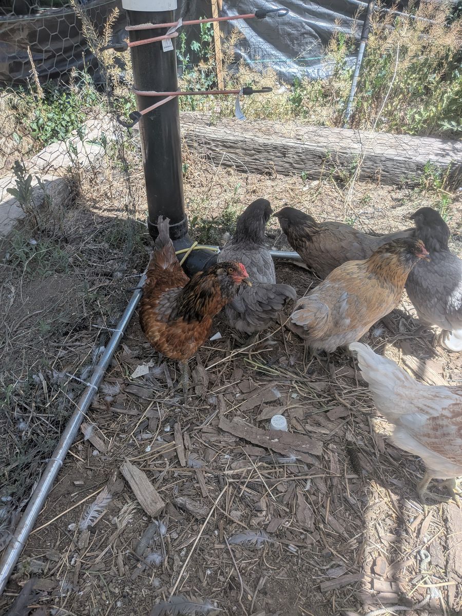 Free Rooster