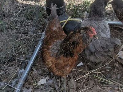 Free Rooster