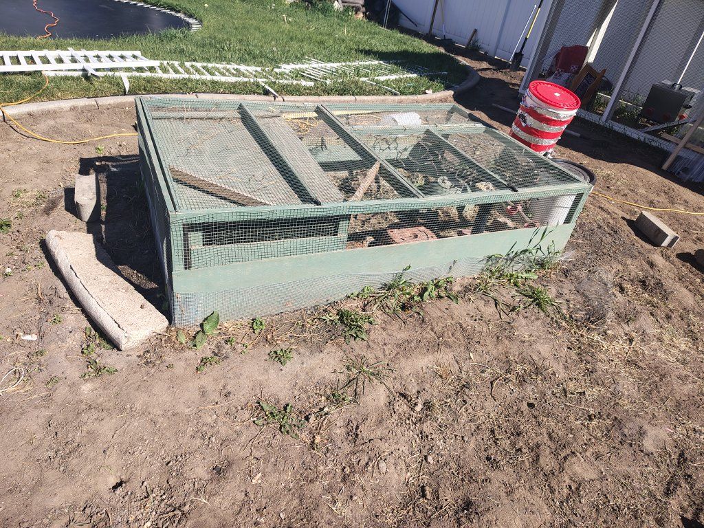 Coturnix Quail and Hutch/coop