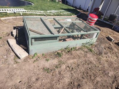 Coturnix Quail and Hutch/coop