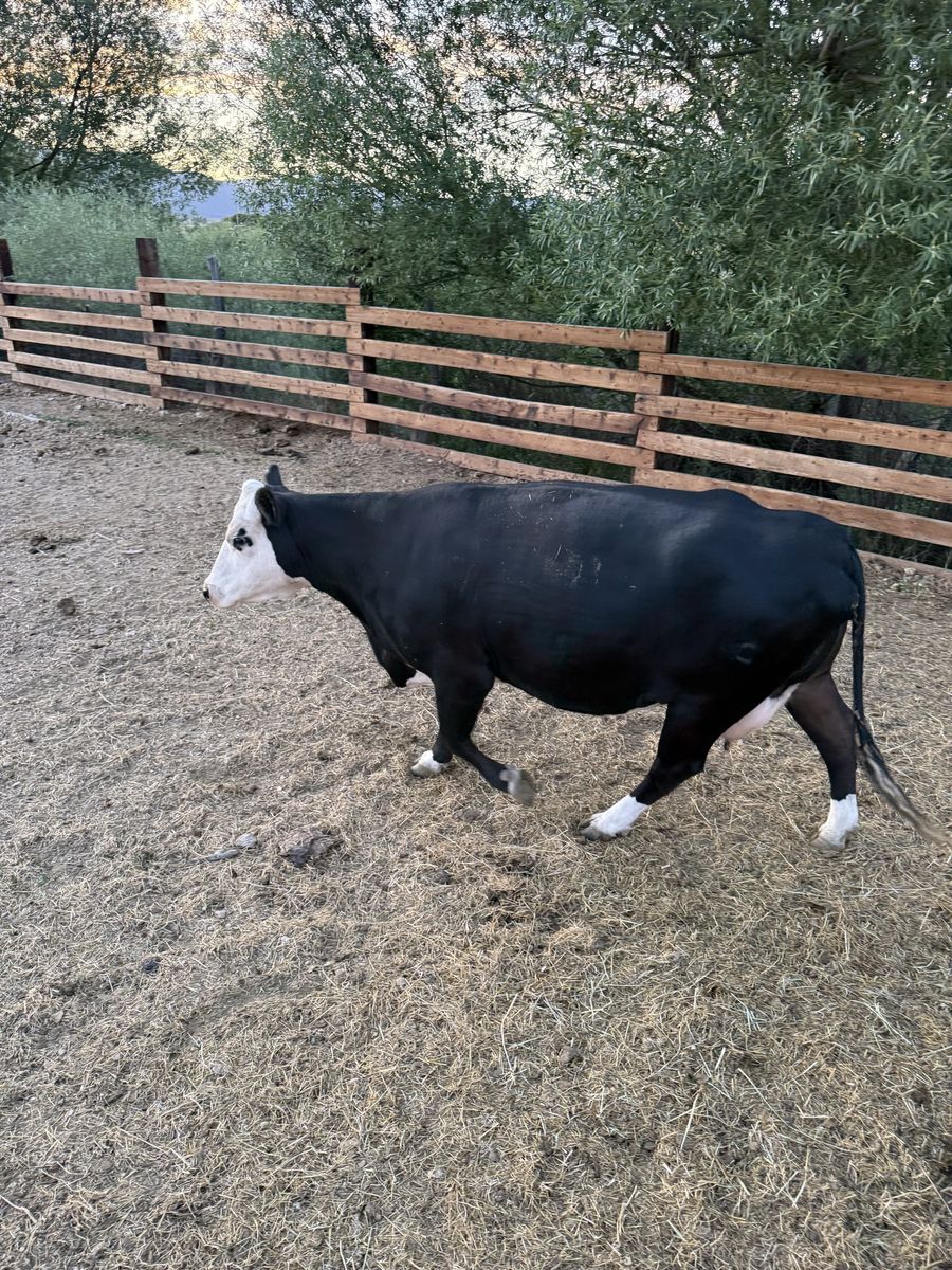 4-5 Year Baldy Open Cow