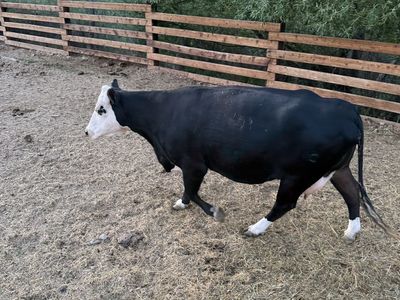 4-5 Year Baldy Open Cow