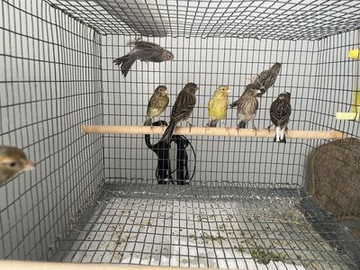 Canary birds