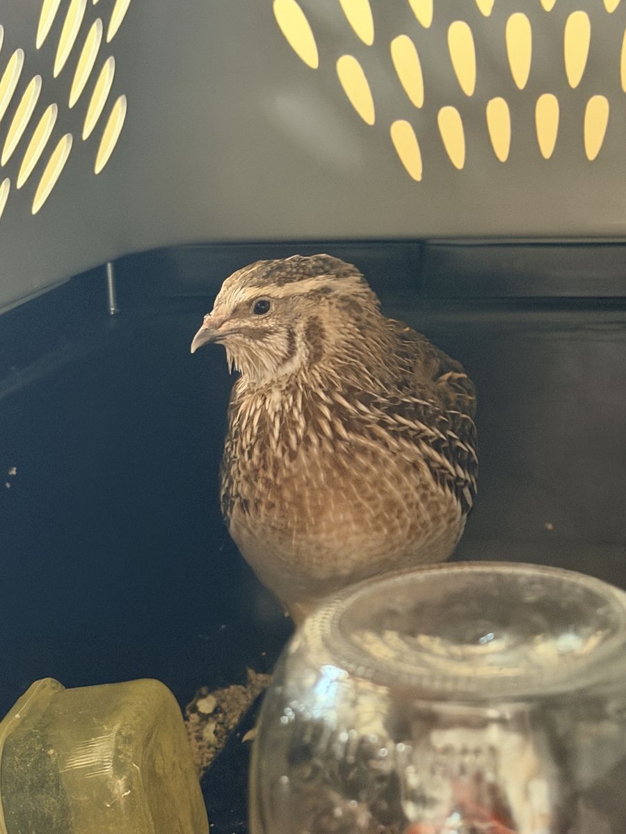 Male Quail