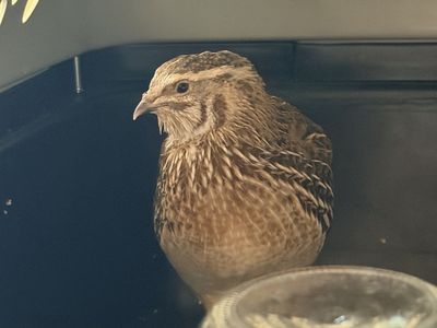 Male Quail