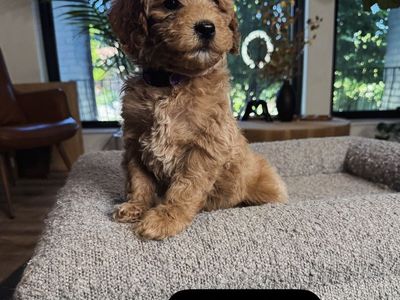 Darling Tiny Goldendoodle Puppies Kennel Trained