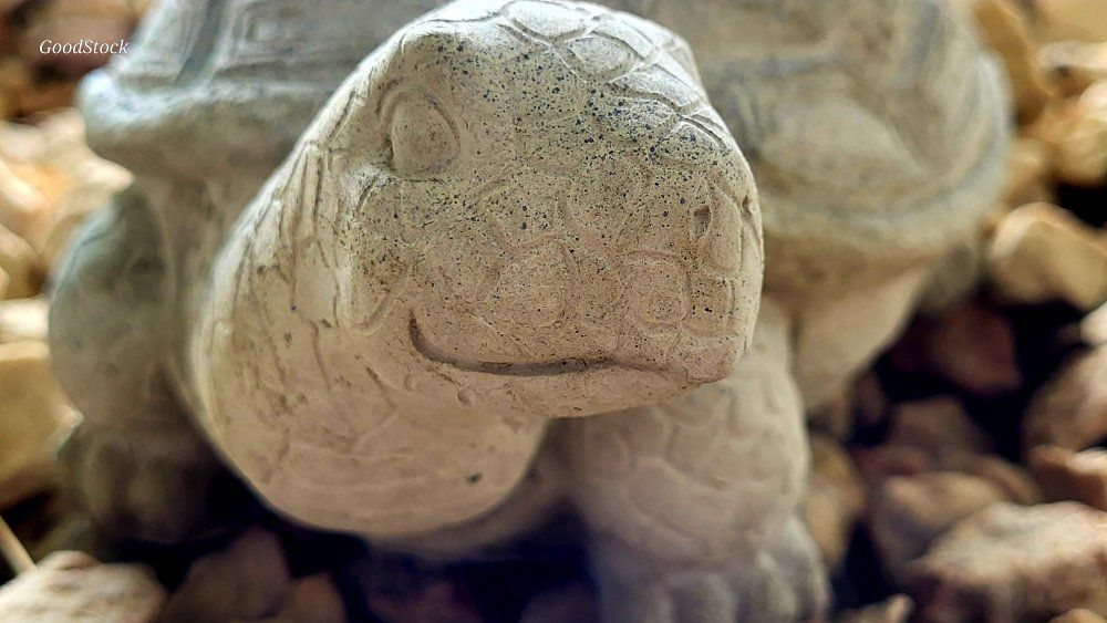 Turtle Concrete Garden Longevity sloooooow step