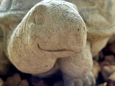 Turtle Concrete Garden Longevity sloooooow step