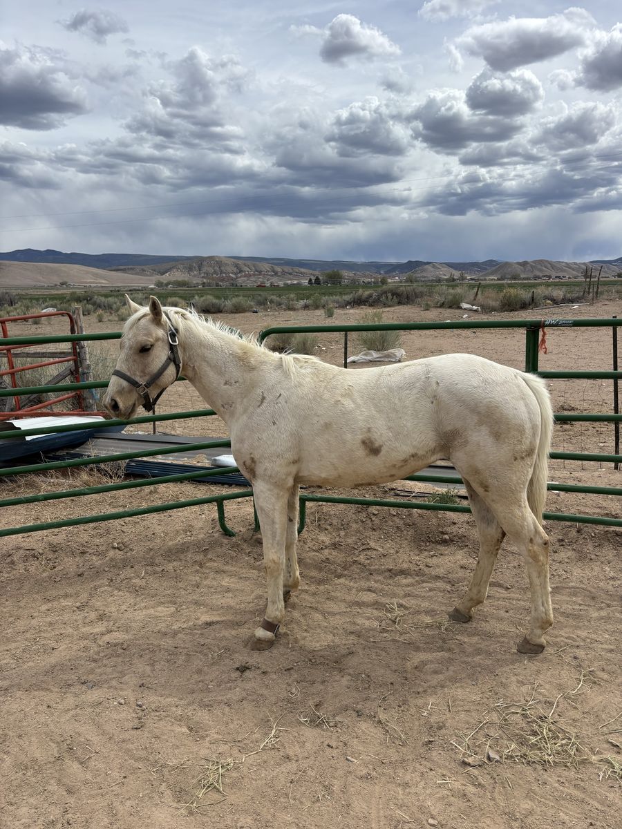4 year old grade gelding