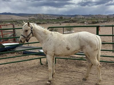 4 year old grade gelding