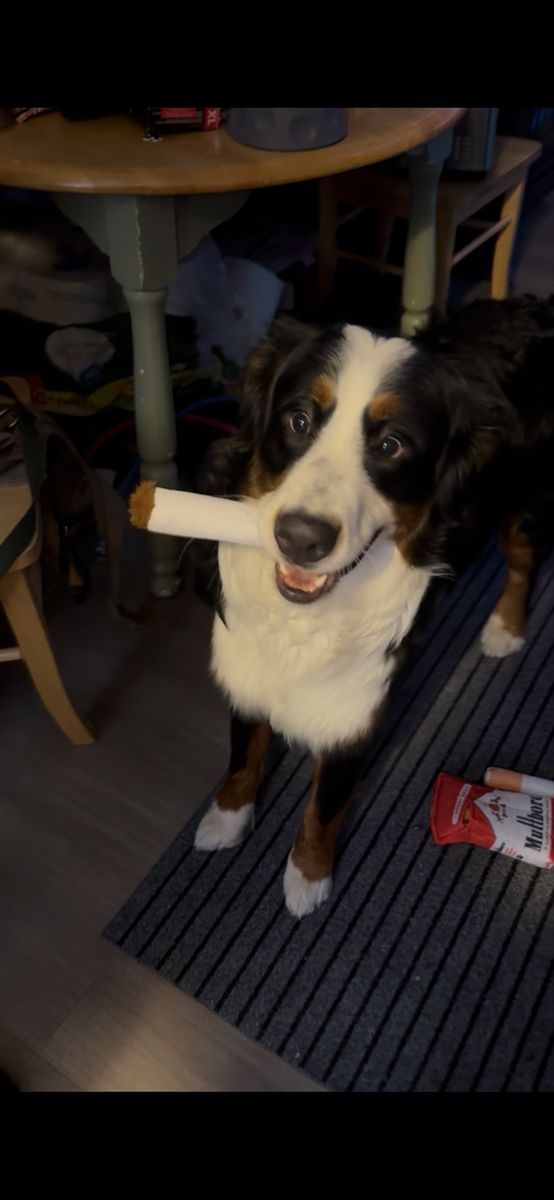 Pure Bred, Bernese Mtn. Dog