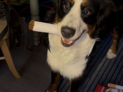 Pure Bred, Bernese Mtn. Dog
