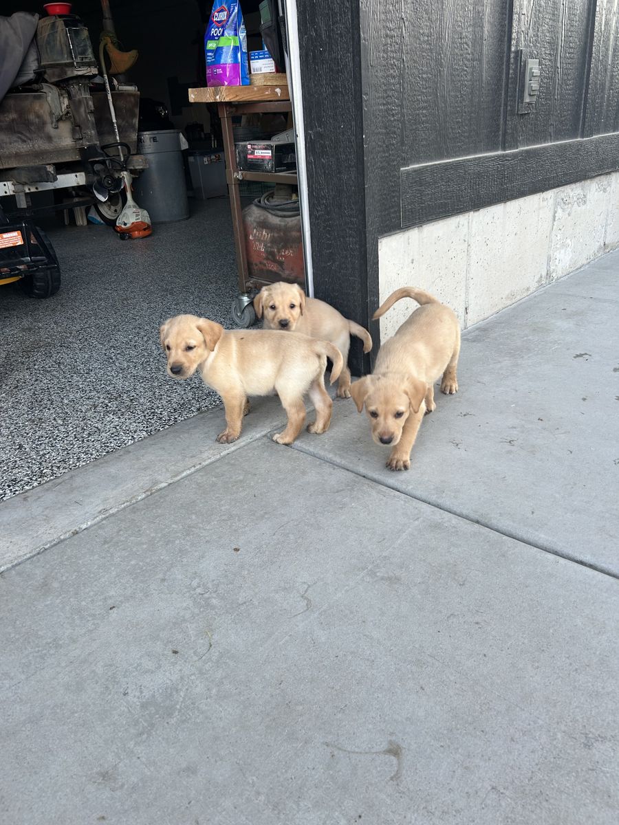 Hunting-Bred Lab Puppies – Proven Hunting Parents