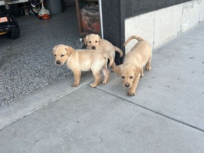 Hunting-Bred Lab Puppies – Proven Hunting Parents