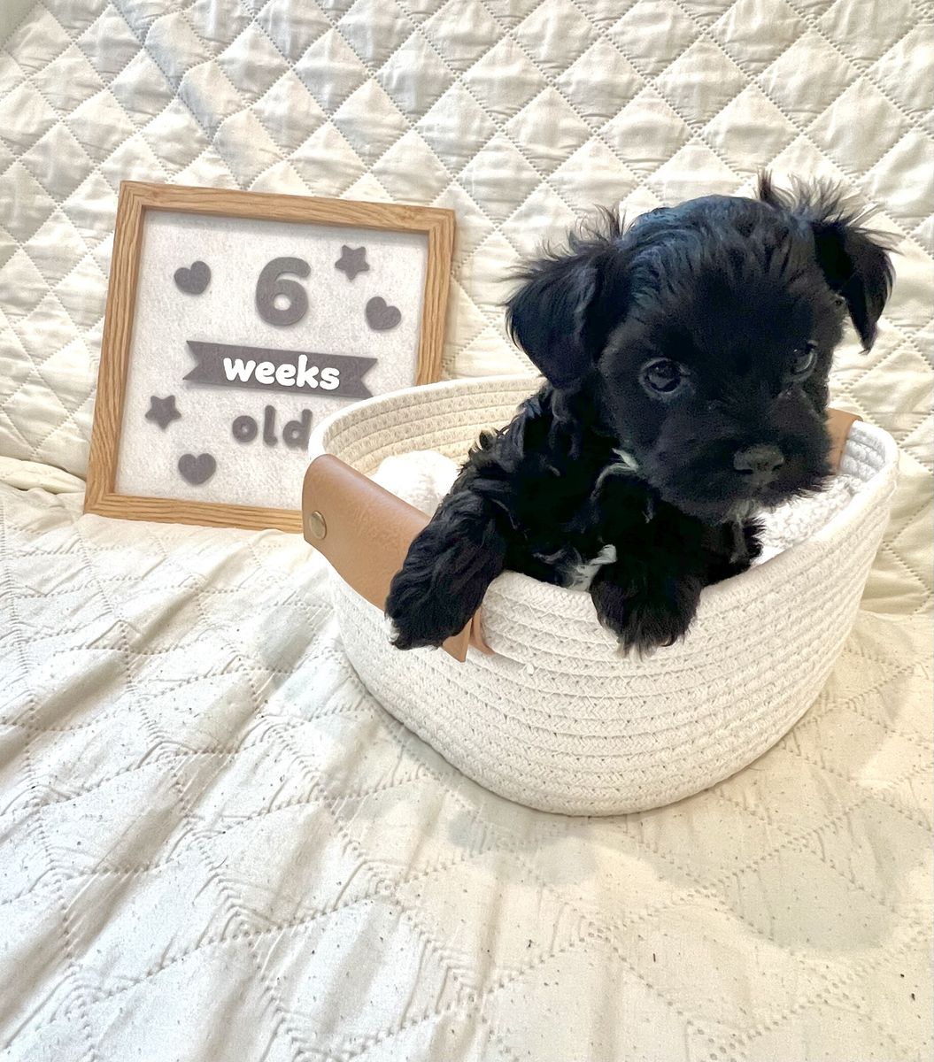 Female Poodle Bichon Mix Puppy / Poochon / Poo-Chon / Bichpoo - 1 Left!