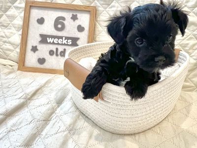 Female Poodle Bichon Mix Puppy / Poochon / Poo-Chon / Bichpoo - 1 Left!