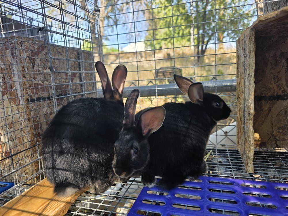 Purebred Satin Rabbits