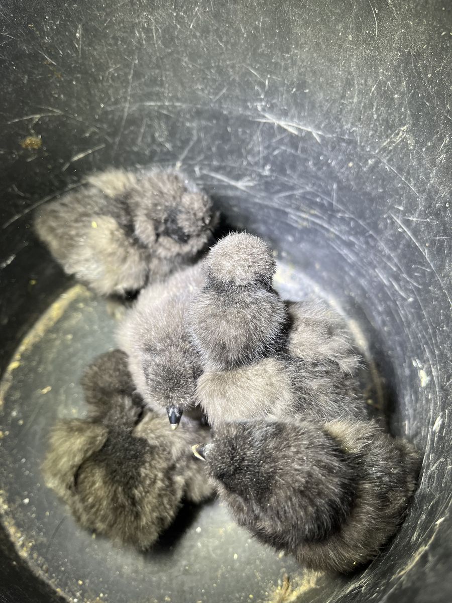 Black Silkie Chicks