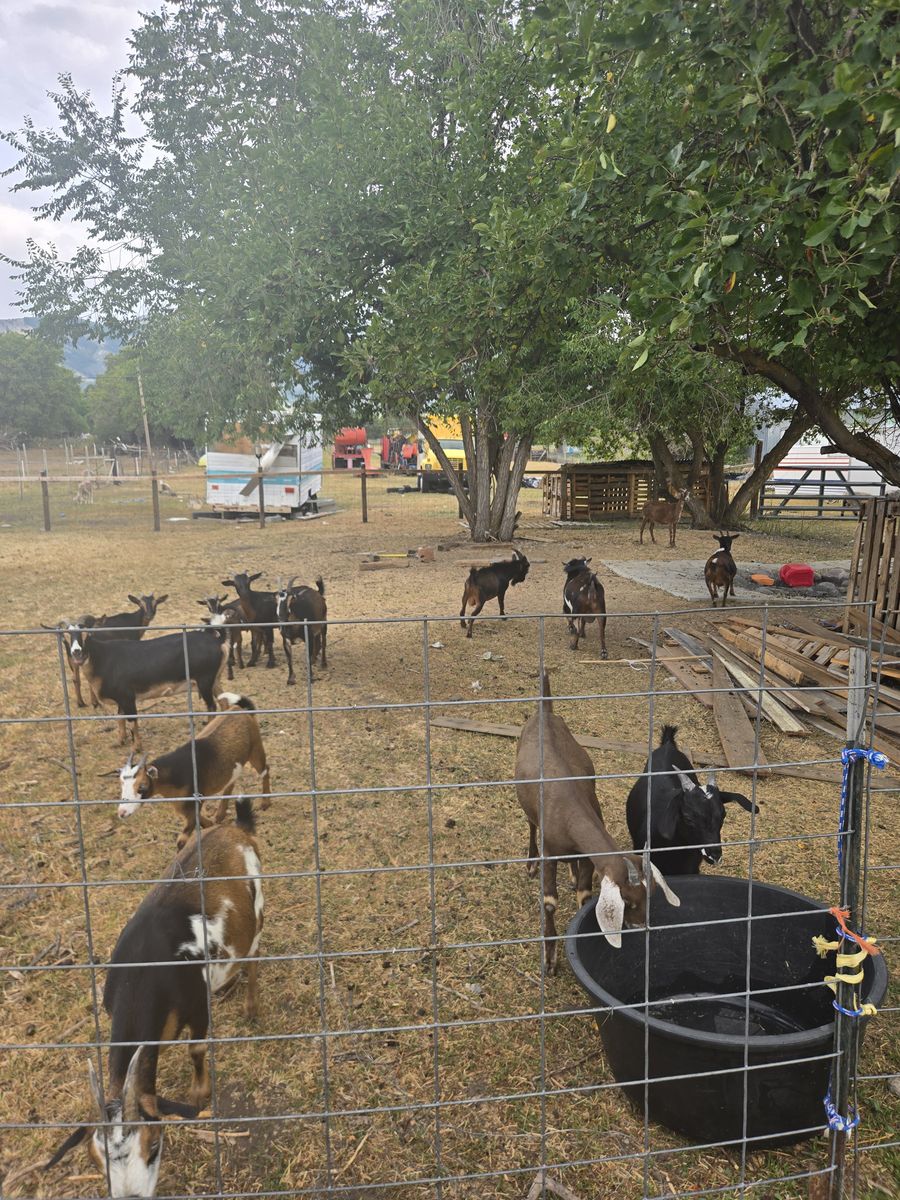 Goats