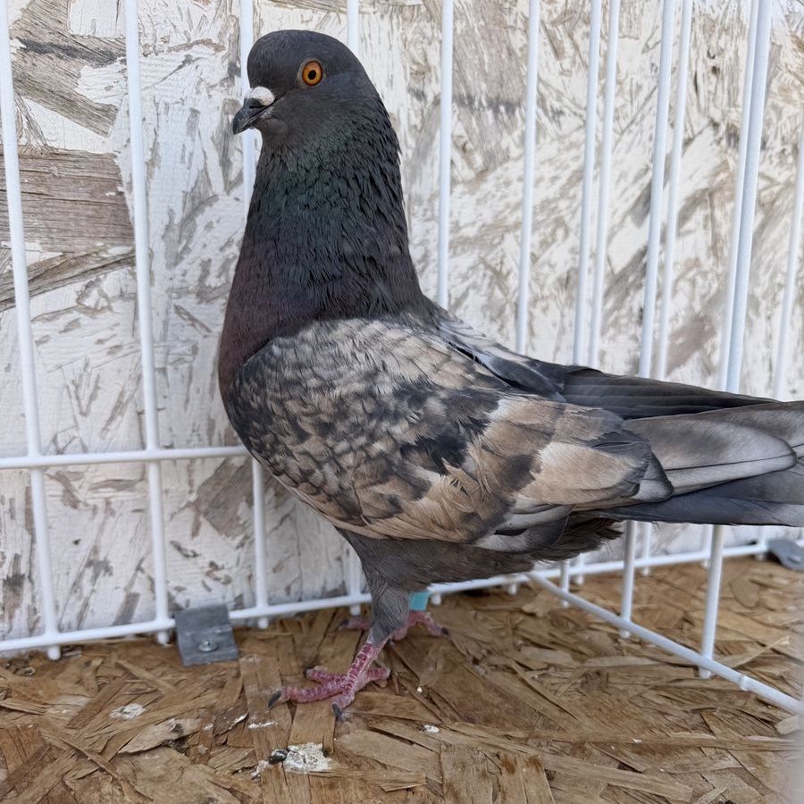 Birmingham roller pigeons