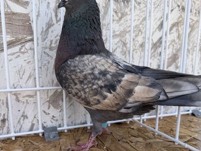 Birmingham roller pigeons