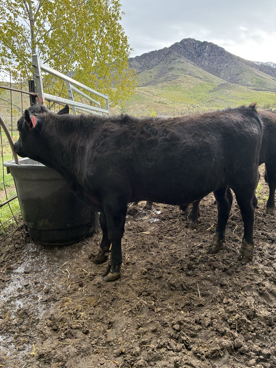 Fullblood Heritage Dexter steer