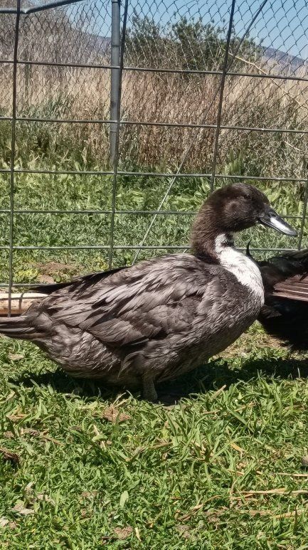 Swedish Blue Hen