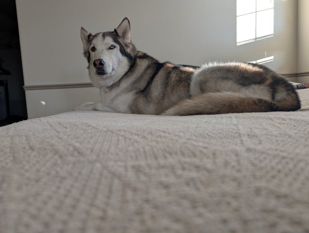 Purebred Siberian Husky
