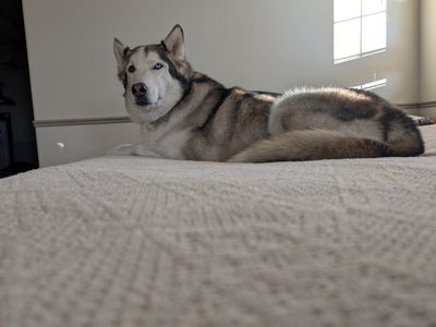 Purebred Siberian Husky