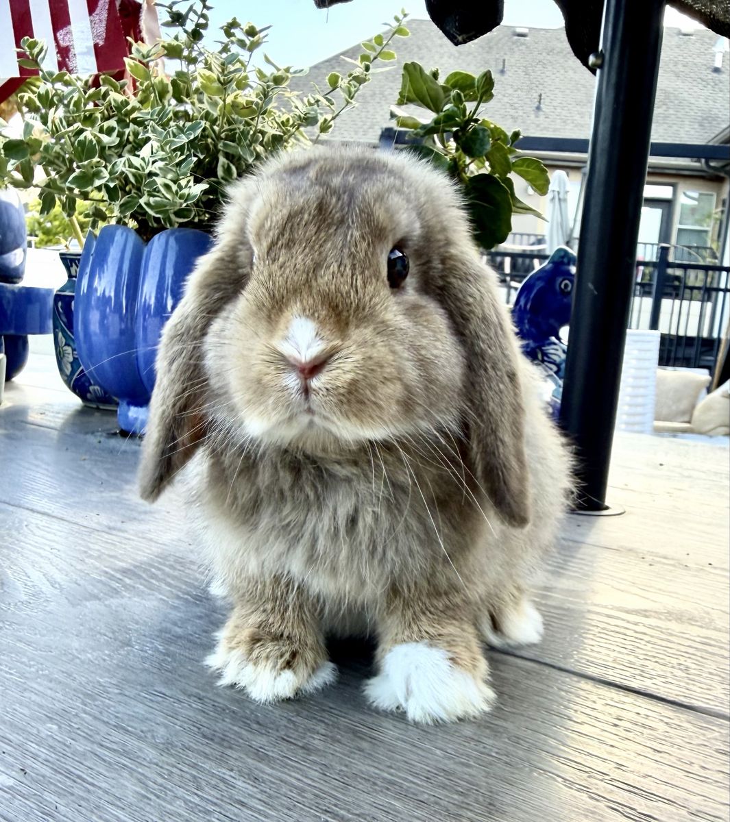 Vm chocolate Chesnut holland lop doe