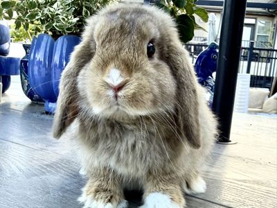 Vm chocolate Chesnut holland lop doe