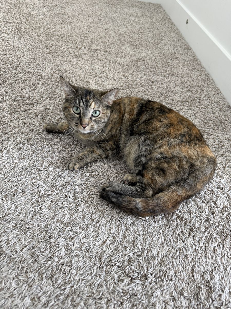 Free Female Cat To Good Home