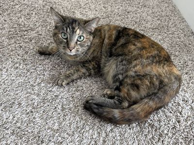 Free Female Cat To Good Home