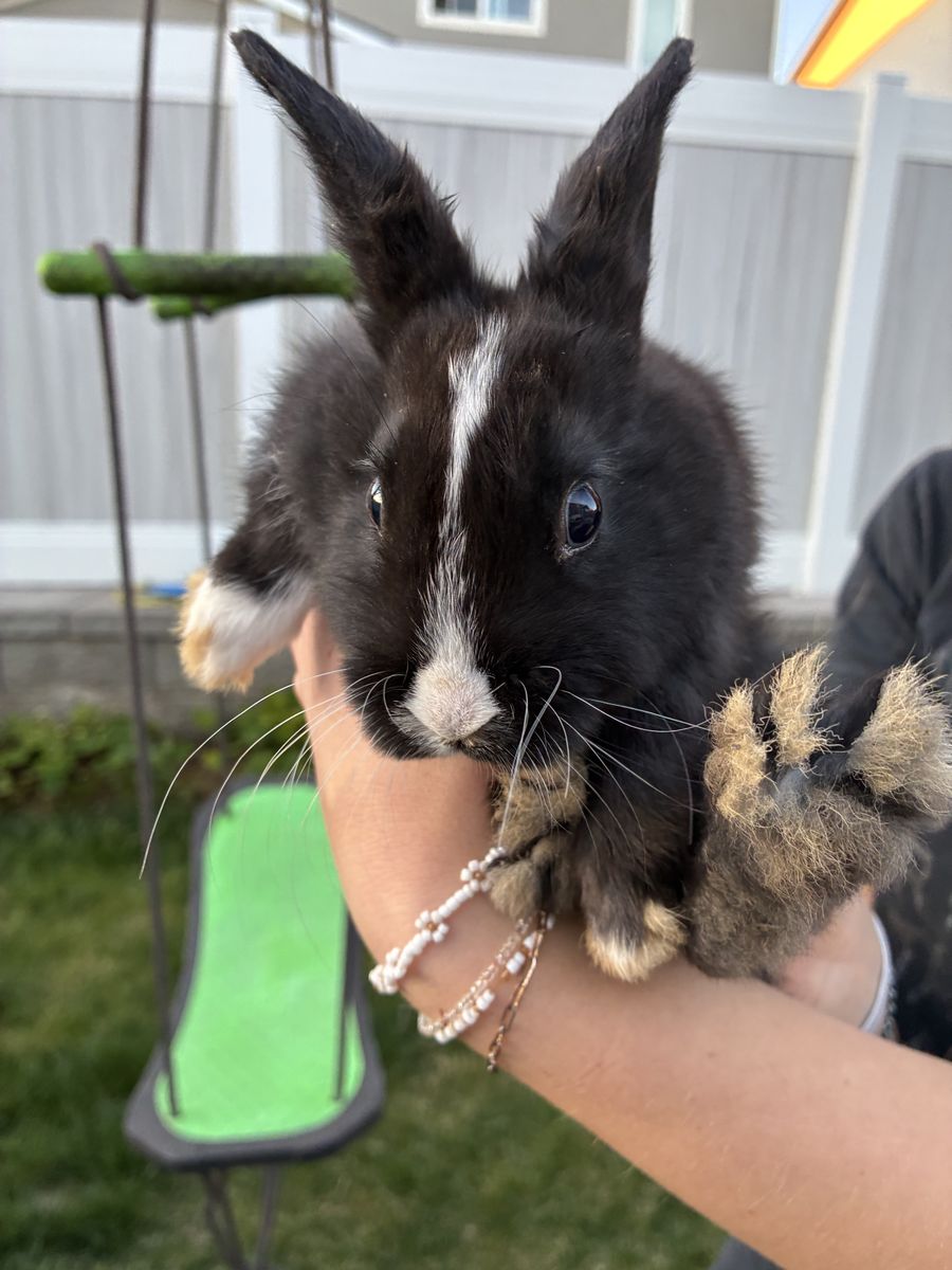 2 month old Mini T-Rex Baby Bunny