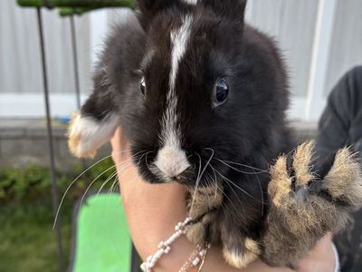 2 month old Mini T-Rex Baby Bunny