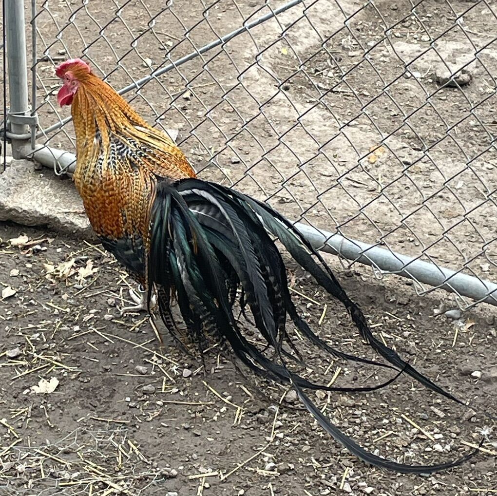True Genetic Hackle Fowl Hatching Eggs