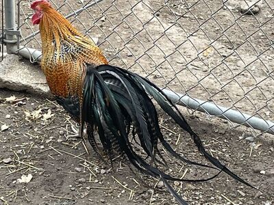 True Genetic Hackle Fowl Hatching Eggs