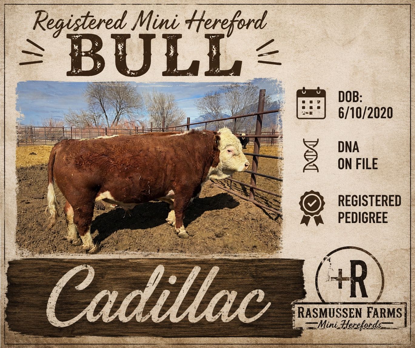 Registered Mini Hereford Bull