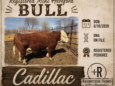 Registered Mini Hereford Bull