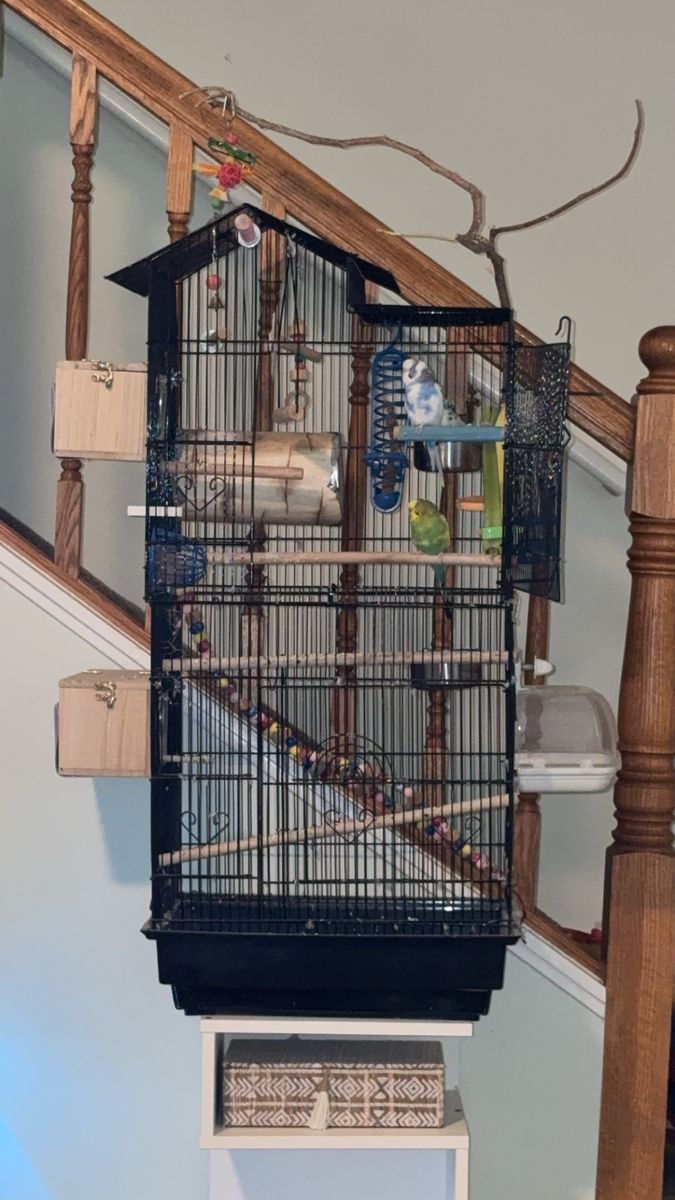 3 Parakeets, 2 females & 1 male With cage.