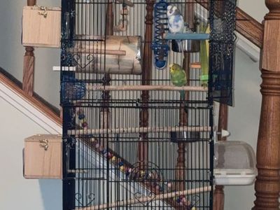 3 Parakeets, 2 females & 1 male With cage.