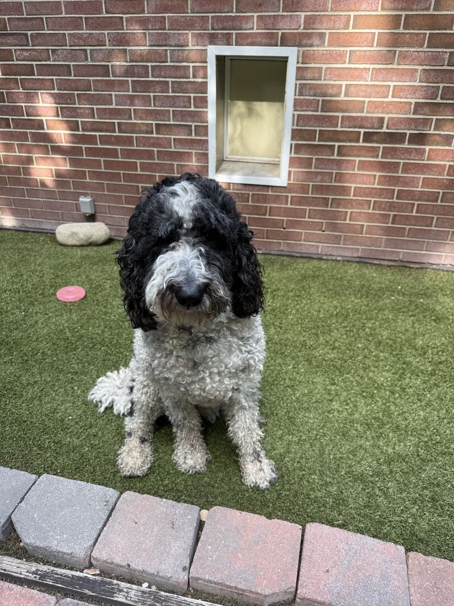 Standard Female Sheepadoodle 3 yrs old