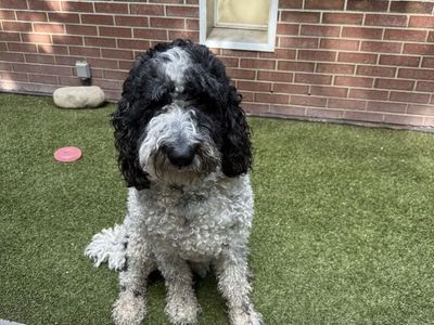Standard Female Sheepadoodle 3 yrs old