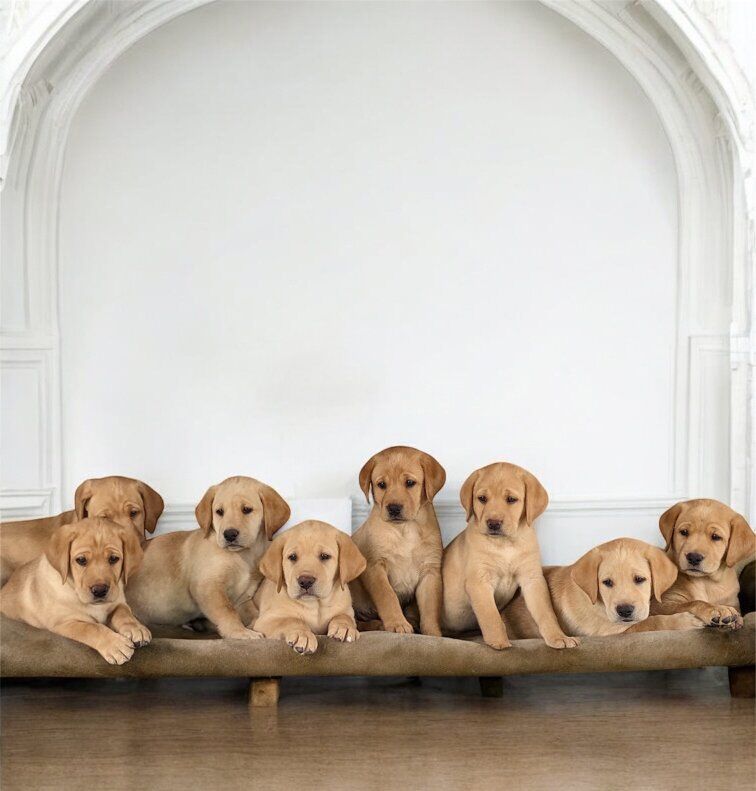 AKC Lab/Labrador puppies DNA healthy titled lines